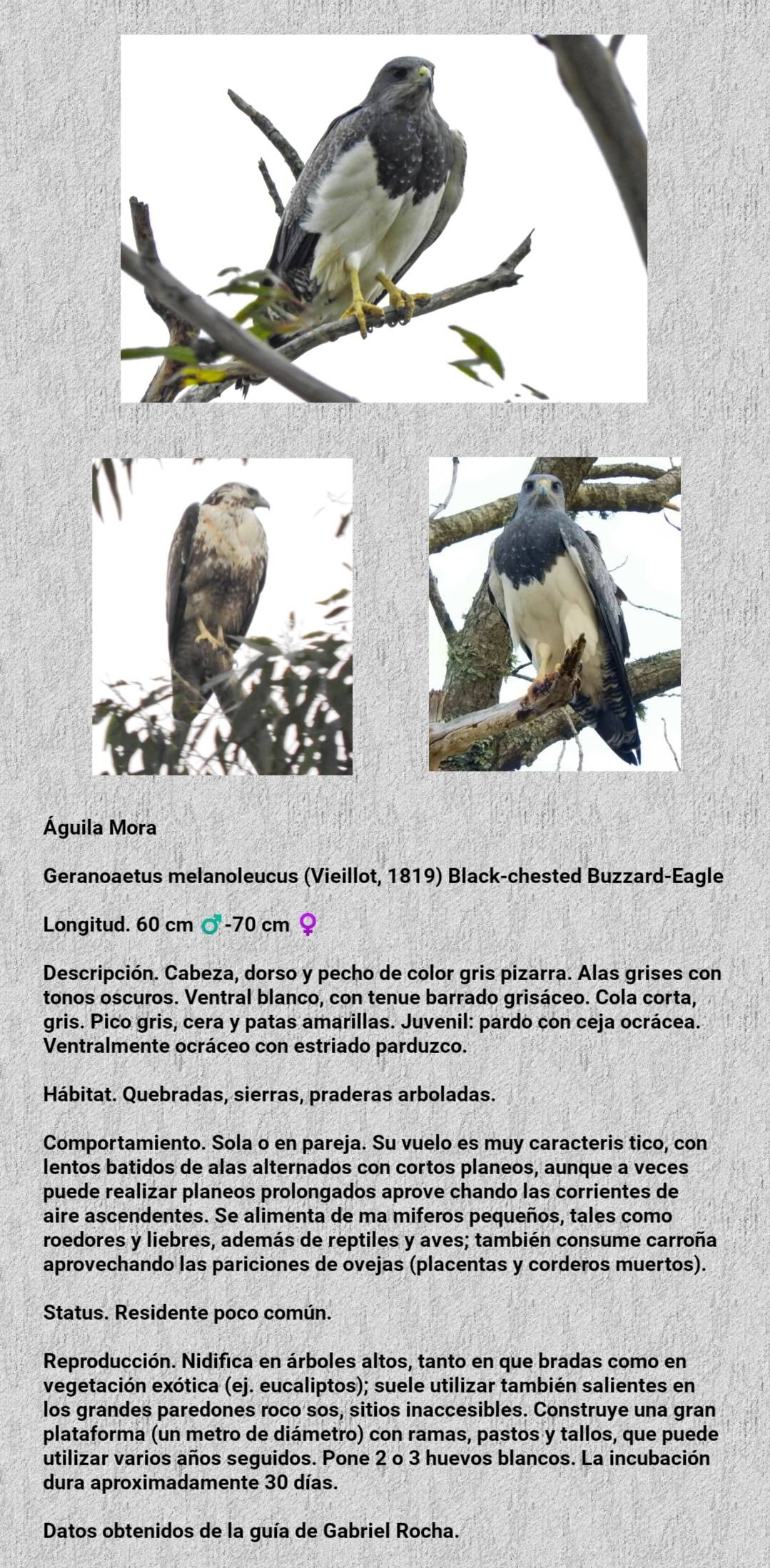 Miércoles de aves, hoy: Águila Mora, que sobrevuela en nuestra ciudad
